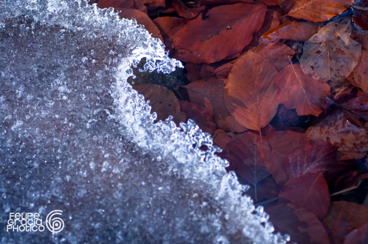hojas-hielo